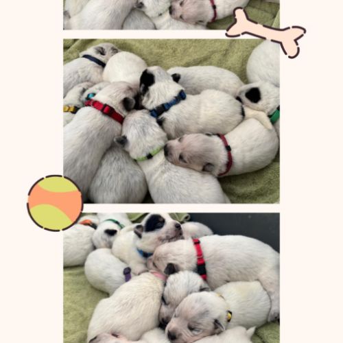 Bouvier australien alias cattle dog