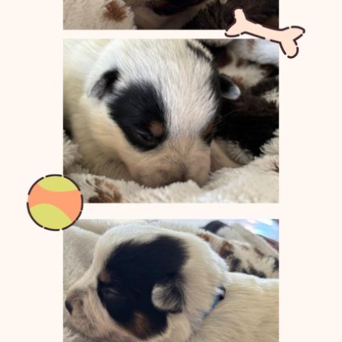 Bouvier australien alias cattle dog #3