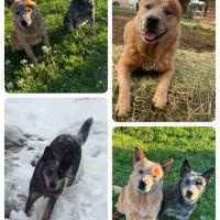 Bouvier australien alias cattle dog #1