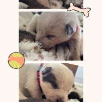 Bouvier australien alias cattle dog #4