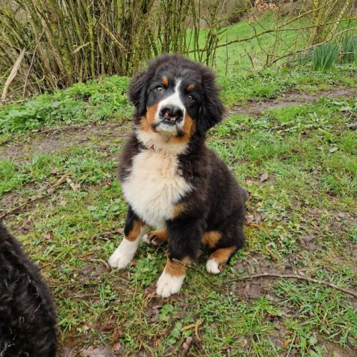 Chiot bouvier bernois #1