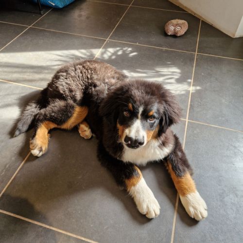 Chiot bouvier bernois #3