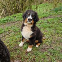 Chiot bouvier bernois #1