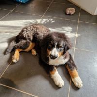 Chiot bouvier bernois #3