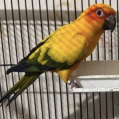 Femelle conure soleil epp de 2016