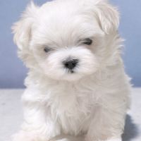 Bichon maltais