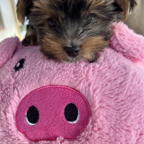 Adorable yorkshire #3