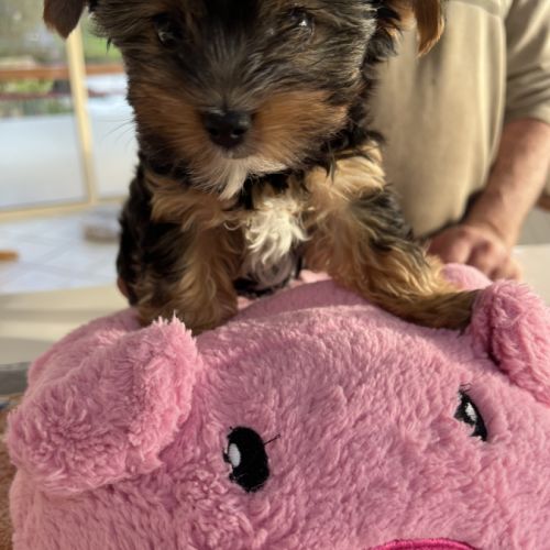 Adorable yorkshire #4