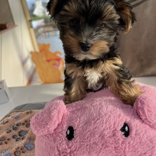 Adorable yorkshire #0