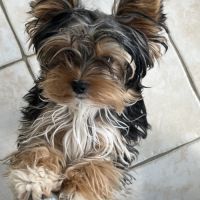 Adorable yorkshire #2