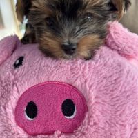 Adorable yorkshire #3