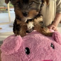 Adorable yorkshire #4