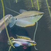 Gourami perlé #0