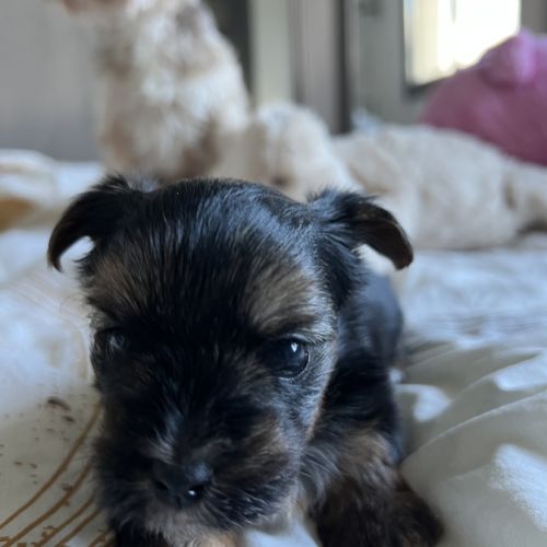 À réserver adorables yorkshire #6