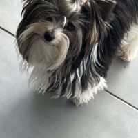 À réserver adorables yorkshire #1