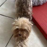 À réserver adorables yorkshire #2