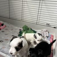 À réserver adorables yorkshire