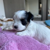 À réserver adorables yorkshire #4