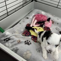 À réserver adorables yorkshire #5