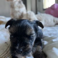 À réserver adorables yorkshire #6