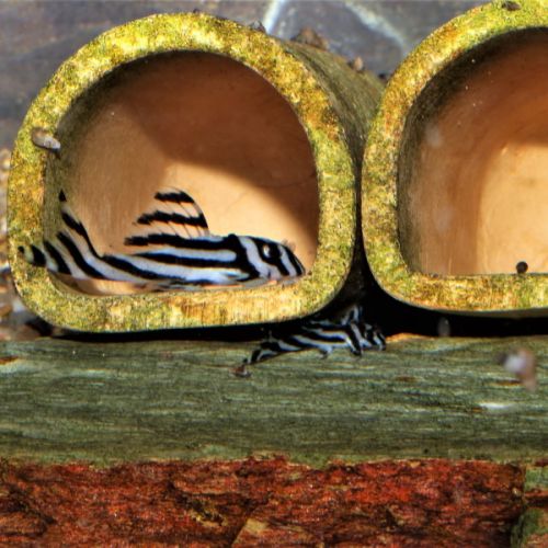 Jeunes hypancistrus zebra