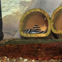 Jeunes hypancistrus zebra #1