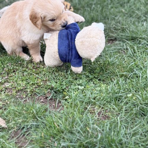 Magnifiques chiots golden #2