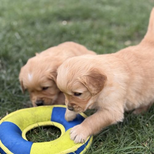 Magnifiques chiots golden #3