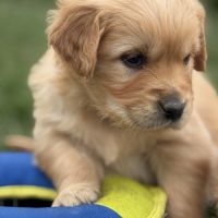 Magnifiques chiots golden