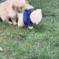 Magnifiques chiots golden #2