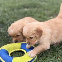 Magnifiques chiots golden #3