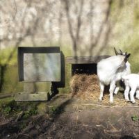 Chèvres naines à l'adoption