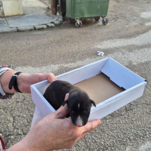 Anton, chiot galgo de 3 mois à adopter #4