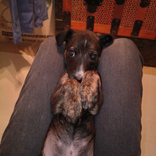 Anton, chiot galgo de 3 mois à adopter #5