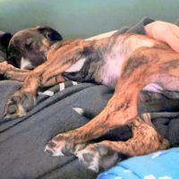 Anton, chiot galgo de 3 mois à adopter