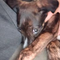 Anton, chiot galgo de 3 mois à adopter #3