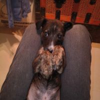 Anton, chiot galgo de 3 mois à adopter #5