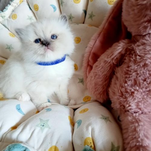 Chatons ragdoll loof #0