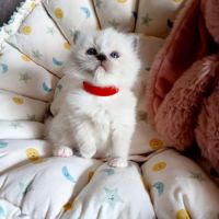 Chatons ragdoll loof #2