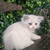 Chatons ragdoll loof