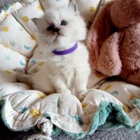 Chatons ragdoll loof #3