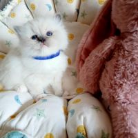 Chatons ragdoll loof