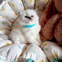Chatons ragdoll loof #5