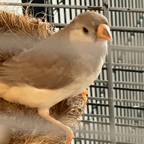 Diamant disponibles #2