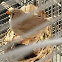 Diamant disponibles #0