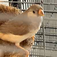 Diamant disponibles #2