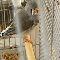 Diamant disponibles #3