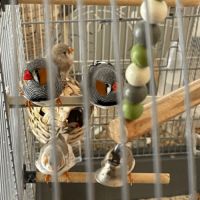 Diamant disponibles #4