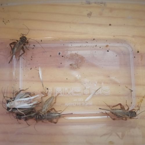 Grillons environ 2cm (taille 10) #1