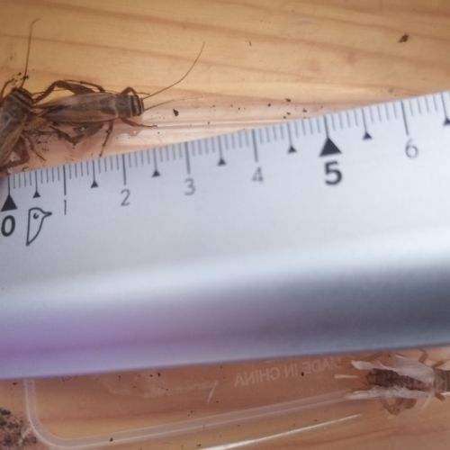 Grillons environ 2cm (taille 10) #0